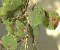 Aspen leaf spots. Howe to trat at L & S Gardens in La Pine